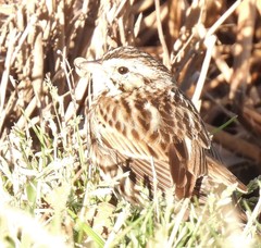Passerculus sandwichensis