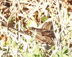 Passerculus sandwichensis