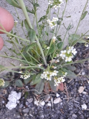 Arabidopsis thaliana