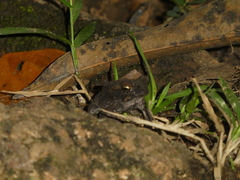 Incilius aucoinae