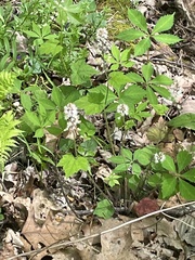 Tiarella nautila