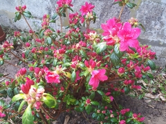 Rhododendron japonicum
