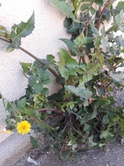 Sonchus oleraceus