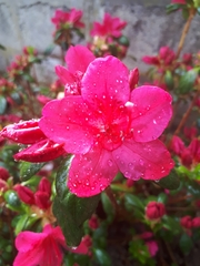 Rhododendron japonicum