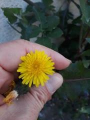 Sonchus oleraceus