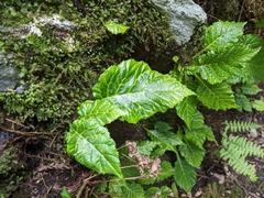 Conandron ramondioides