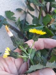 Sonchus oleraceus
