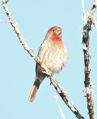 Haemorhous mexicanus