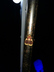 Barsine rubricostata