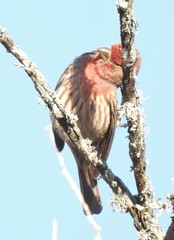 Haemorhous mexicanus