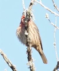 Haemorhous mexicanus