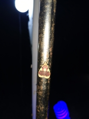 Barsine rubricostata