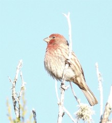 Haemorhous mexicanus