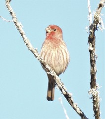 Haemorhous mexicanus