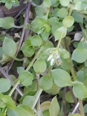 Stellaria media