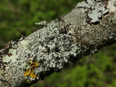 Physcia leptalea