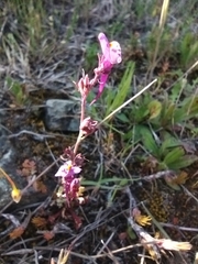 Linaria amethystea amethystea