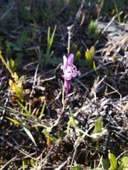 Linaria amethystea amethystea
