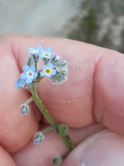 Myosotis arvensis