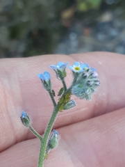 Myosotis arvensis