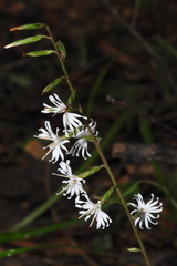 Ainsliaea macroclinidioides secundiflora