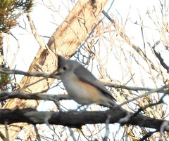 Baeolophus atricristatus