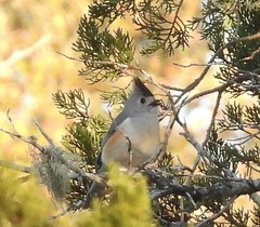 Baeolophus atricristatus