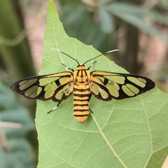 Amata grotei