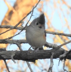Baeolophus atricristatus