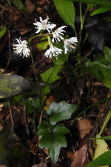 Ainsliaea macroclinidioides secundiflora