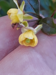 Berberis thunbergii