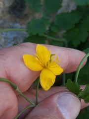 Chelidonium majus