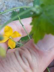 Chelidonium majus