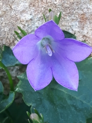 Campanula portenschlagiana