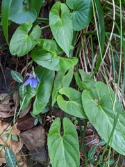 Viola bissetii