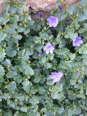 Campanula portenschlagiana
