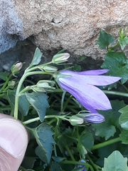 Campanula portenschlagiana