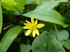 Ficaria verna verna