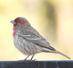 Haemorhous mexicanus