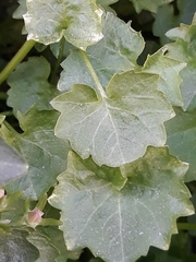 Campanula portenschlagiana