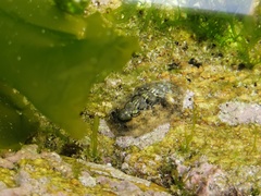 Acanthochitona rubrolineata