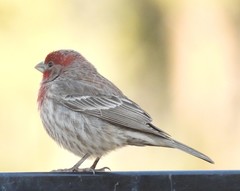 Haemorhous mexicanus