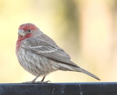 Haemorhous mexicanus