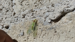 Leucochrysa insularis