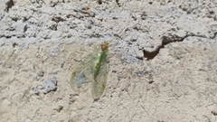 Leucochrysa insularis