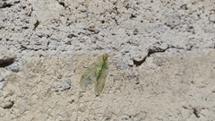 Leucochrysa insularis