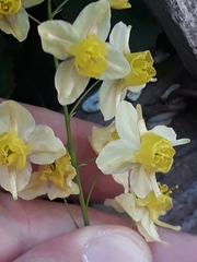 Epimedium × versicolor