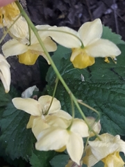 Epimedium × versicolor