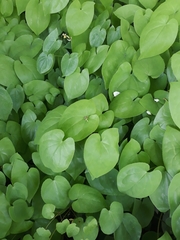 Epimedium × versicolor