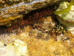 Acanthochitona rubrolineata